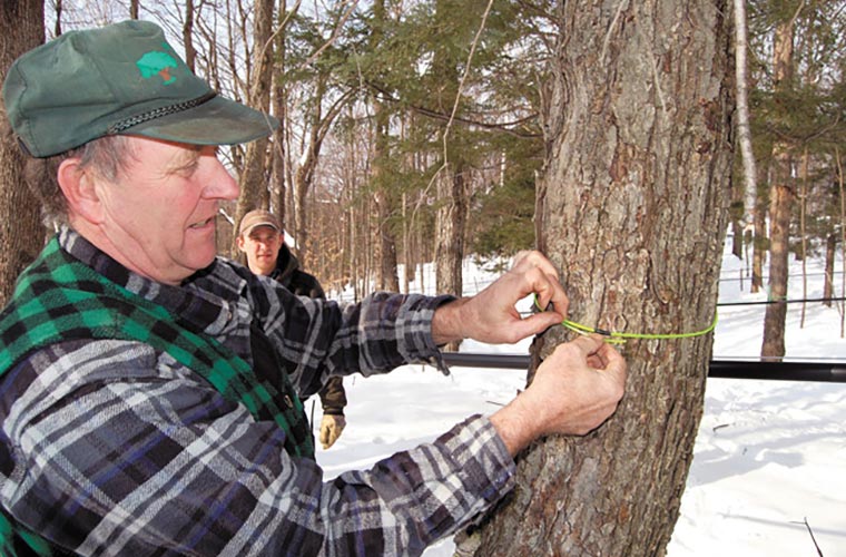 Photo of a man measuring a maple tree diameter