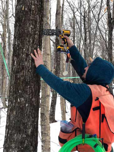 Photo of Branon worker tapping a maple tree