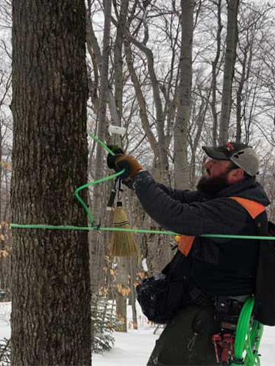 Photo of Branon worker tapping a maple tree