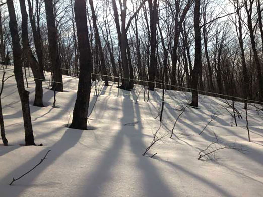 Photo of Branon maple forest during winter