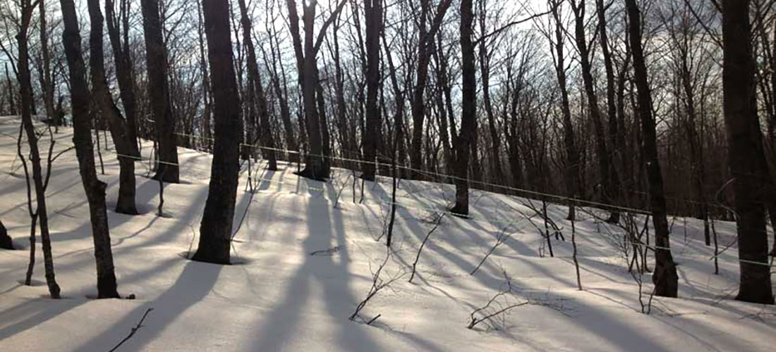 Photo of Branon maple forest during winter