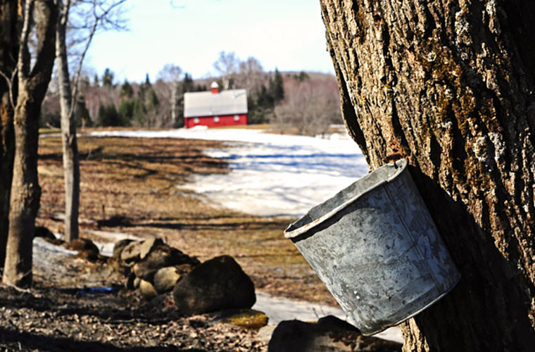 Photo of a tapped maple tree with bucket